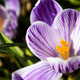 Image for article titled Shooting Challenge: Spring Gallery 2